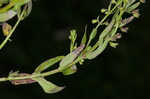 South Americn skullcap